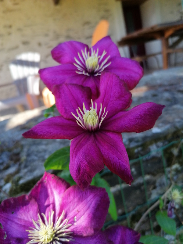 Amaryllis